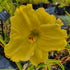 Hemerocallis 'Girl Scout'