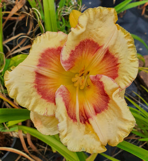 Hemerocallis 'Badge of Honour'