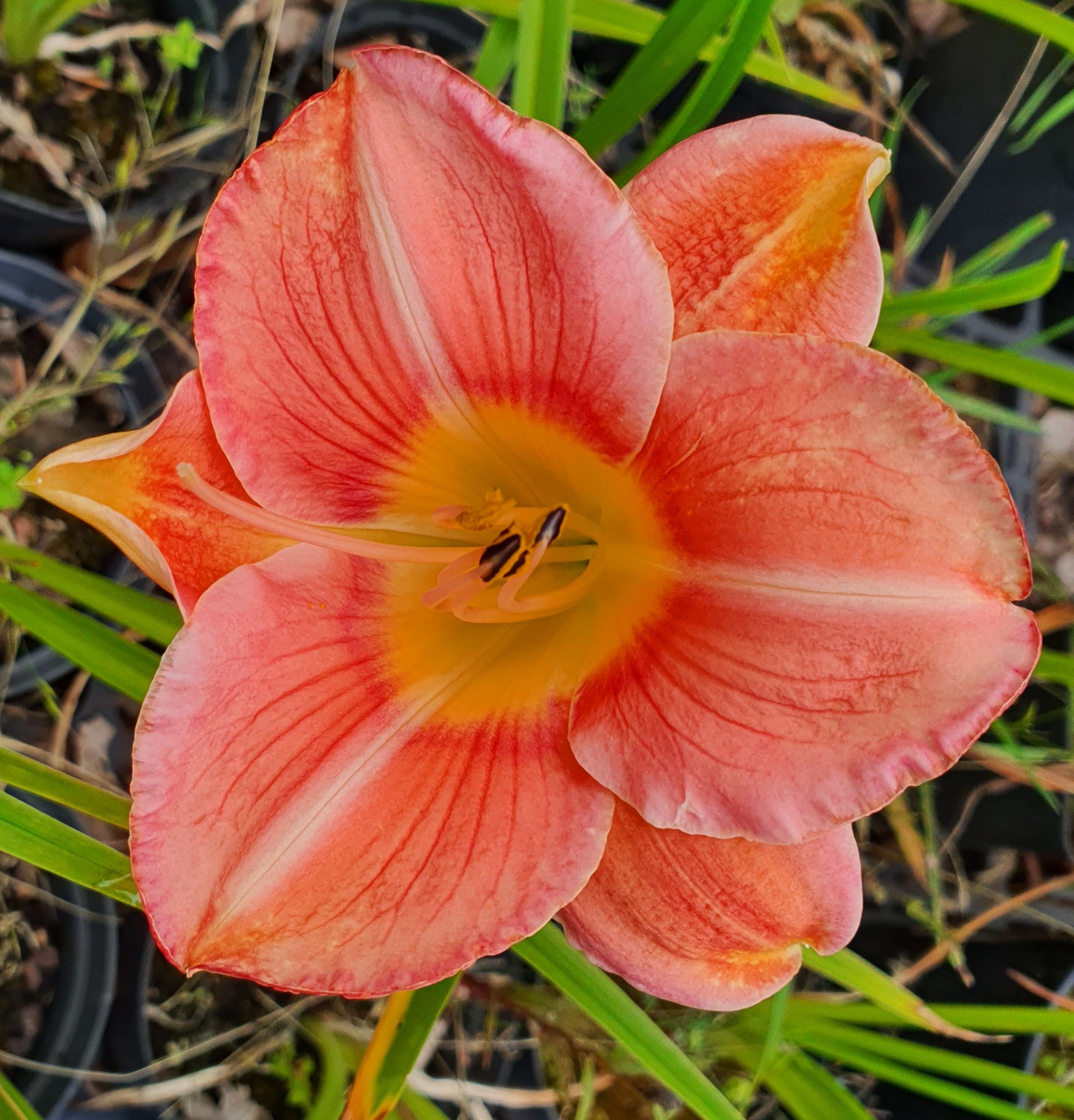 Hemerocallis 'Bowl of Roses'