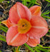 Hemerocallis 'Bowl of Roses'