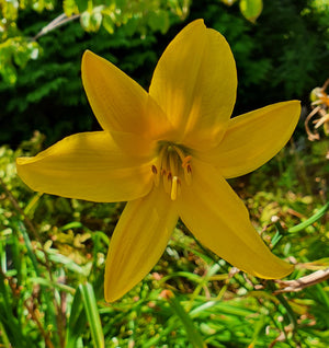 Hemerocallis 'Lemon Bells'