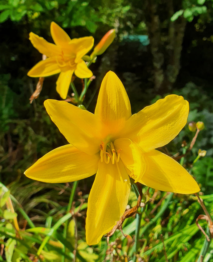 Hemerocallis 'Lemon Bells'