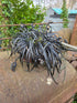 Ophiopogon planiscapus 'Nigrescens'
