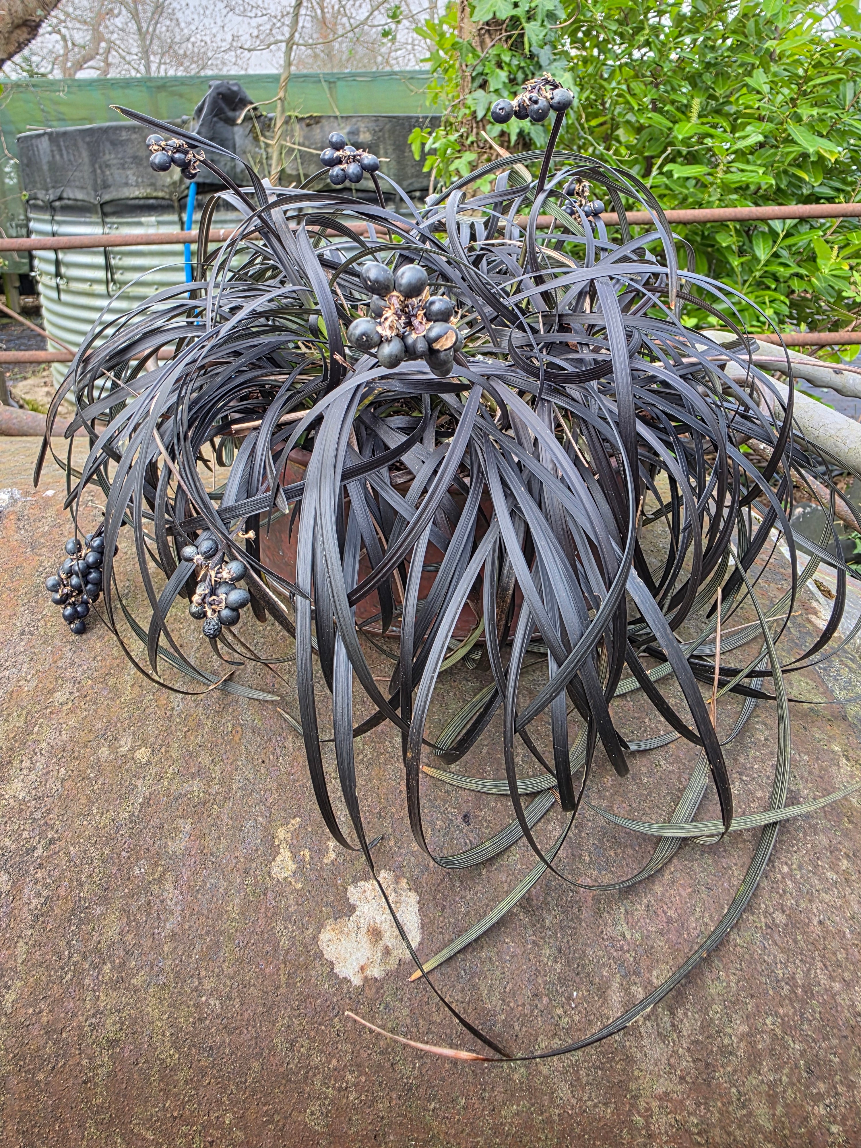 Ophiopogon planiscapus 'Nigrescens'