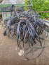 Ophiopogon planiscapus 'Nigrescens'