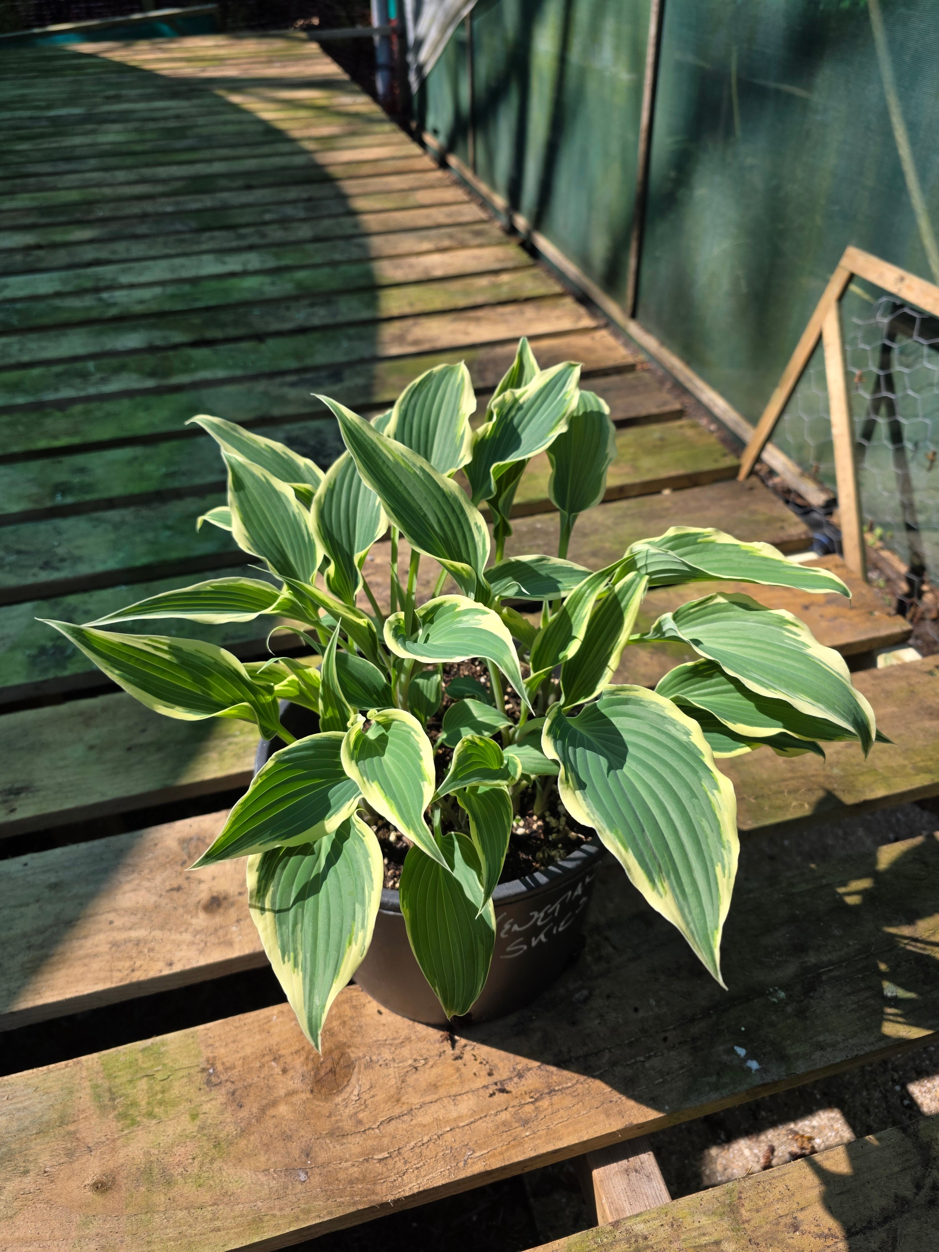 Hosta 'Venetian Skies'