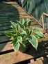 Hosta 'Venetian Skies'