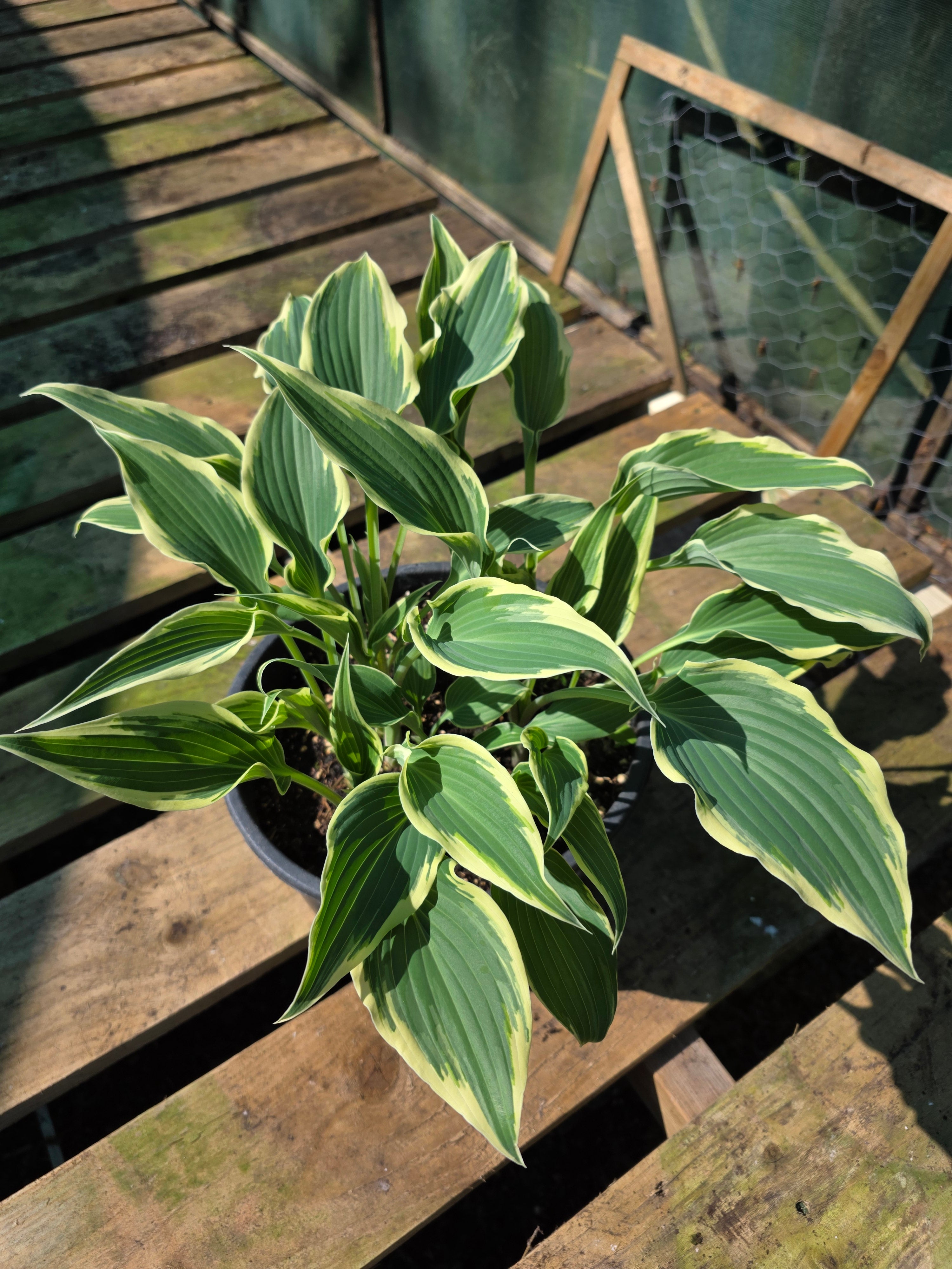 Hosta 'Venetian Skies'