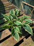 Hosta 'Venetian Skies'
