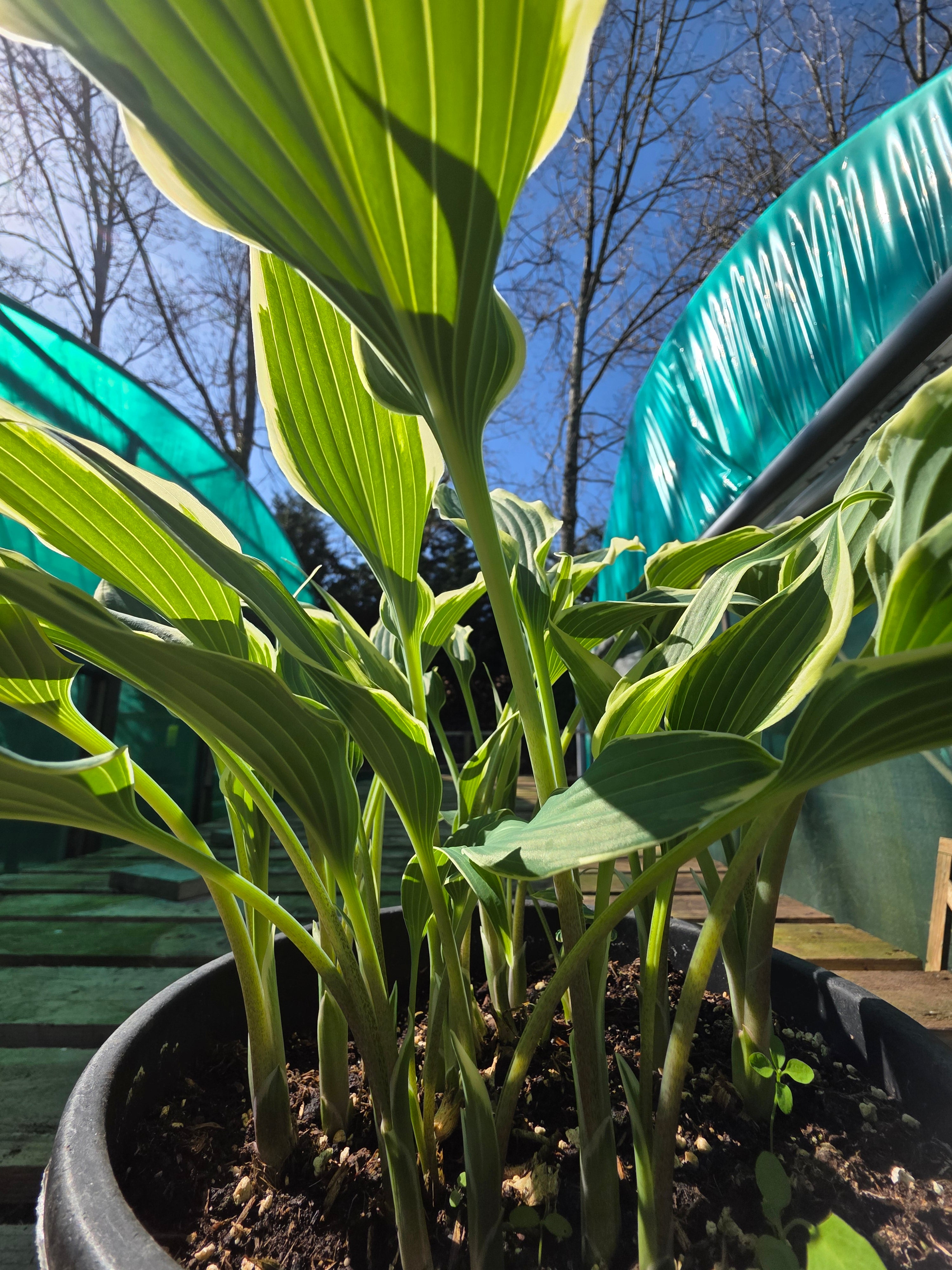 Hosta 'Venetian Skies'