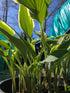 Hosta 'Venetian Skies'