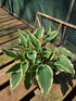 Hosta 'Venetian Skies'