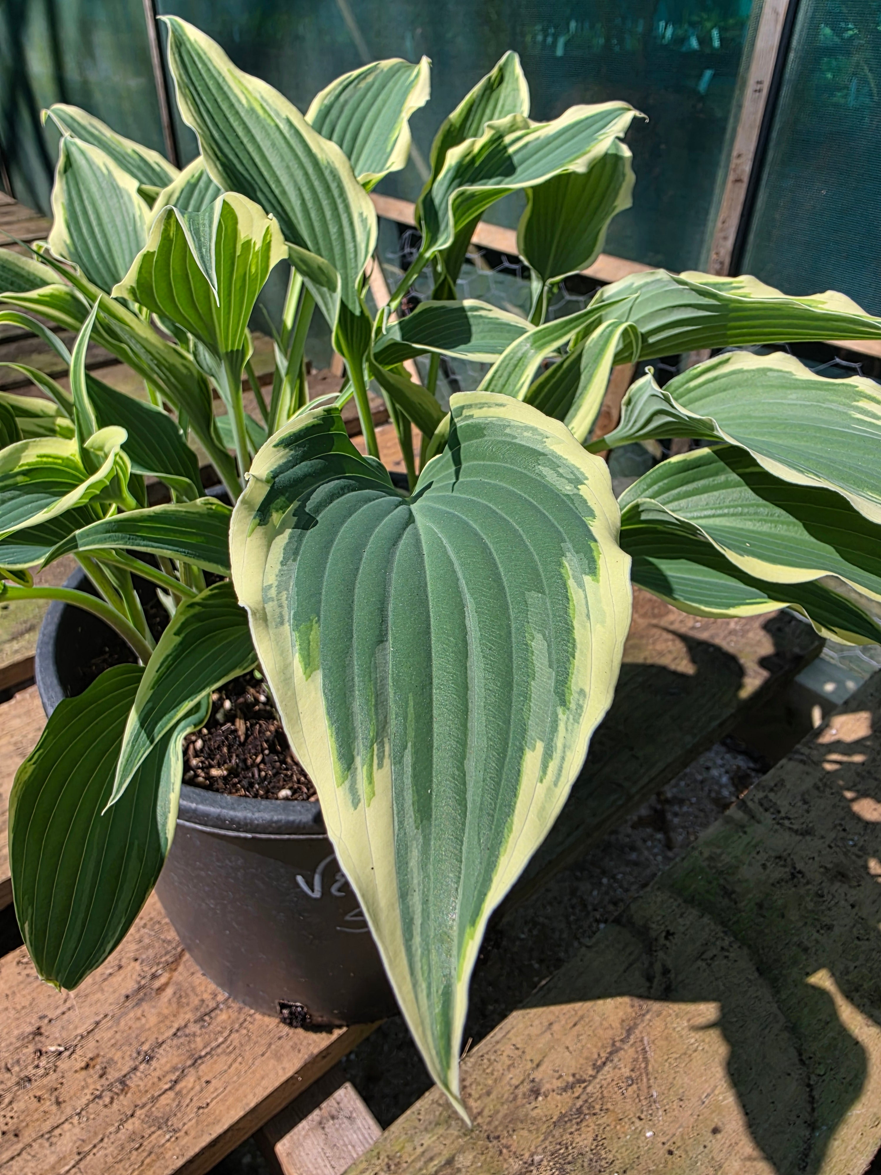 Hosta 'Venetian Skies'