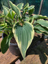 Hosta 'Venetian Skies'