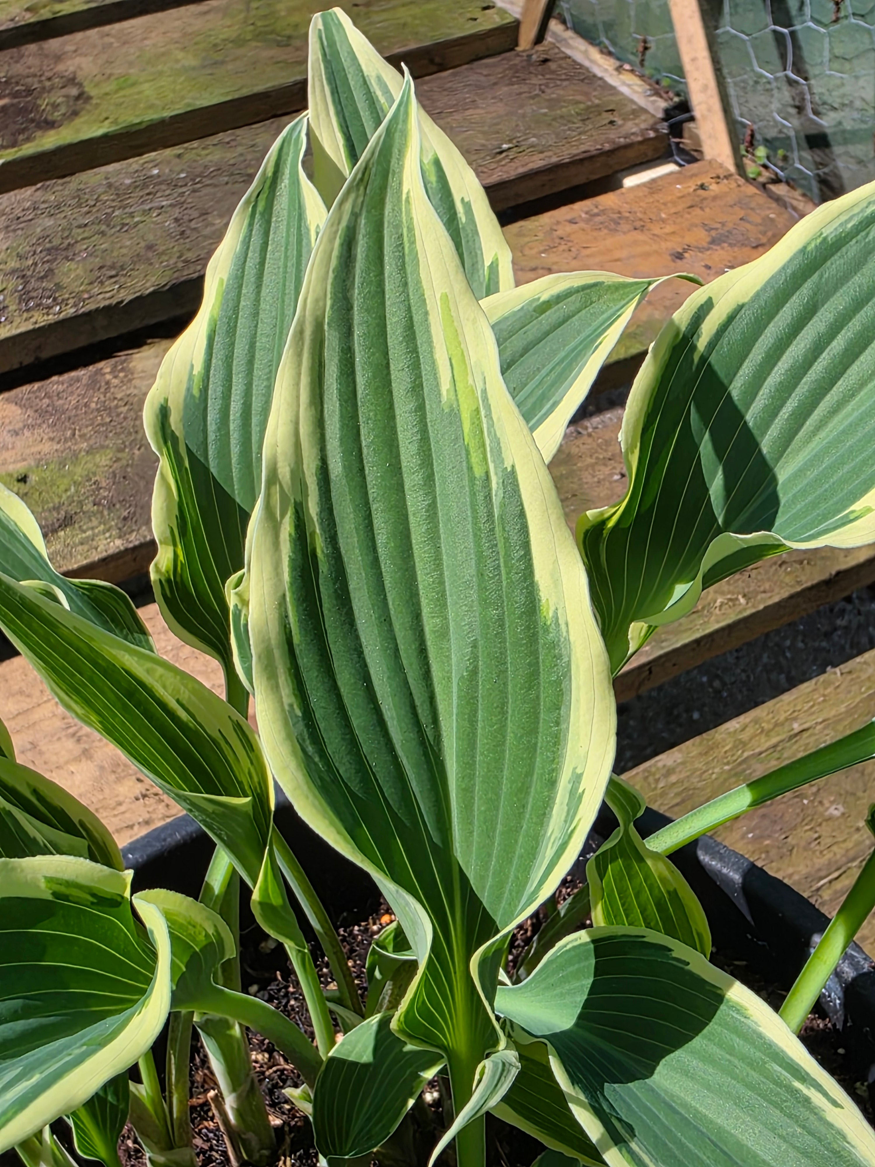 Hosta 'Venetian Skies'