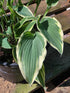 Hosta 'Venetian Skies'