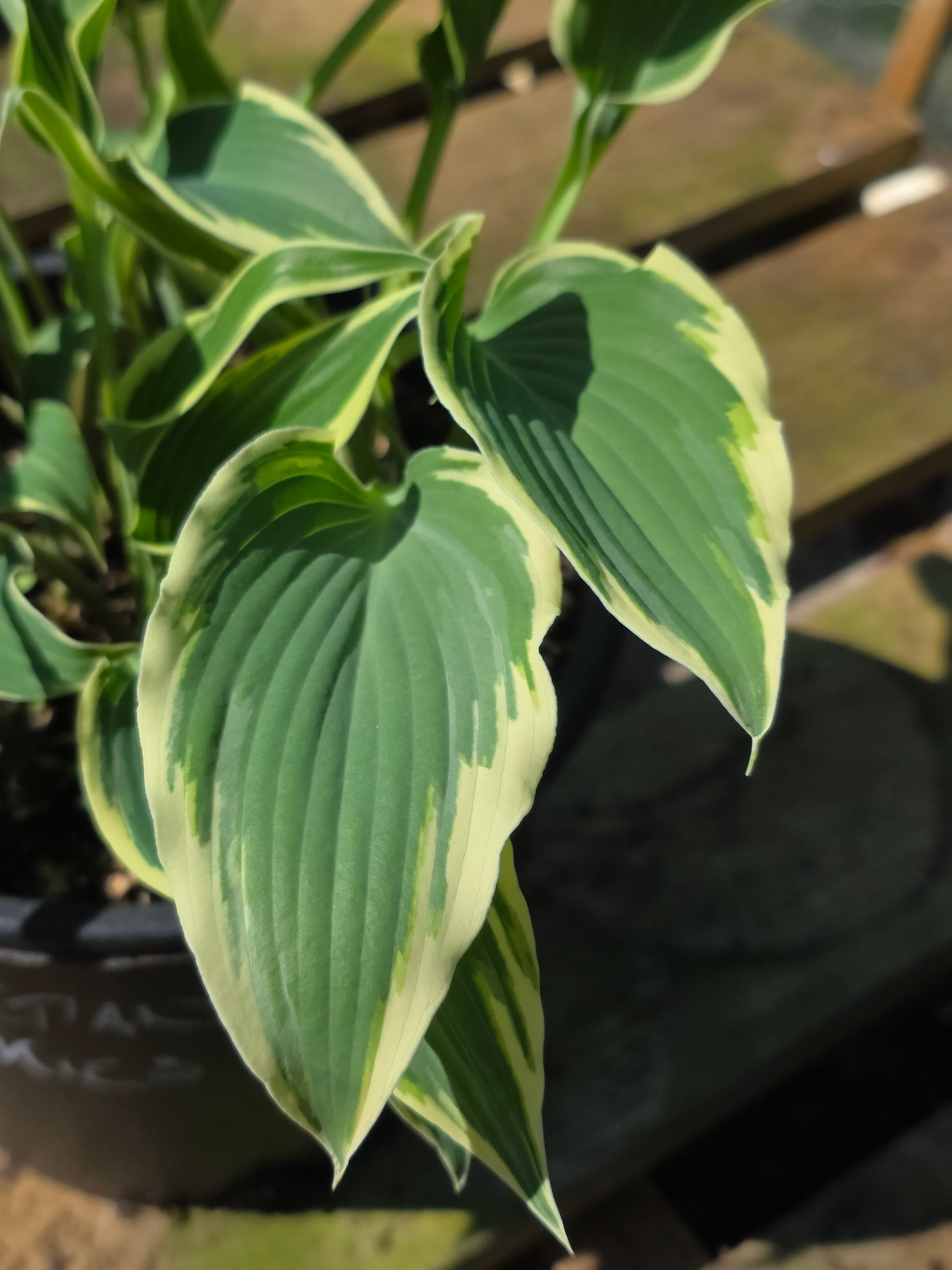 Hosta 'Venetian Skies'