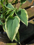 Hosta 'Venetian Skies'