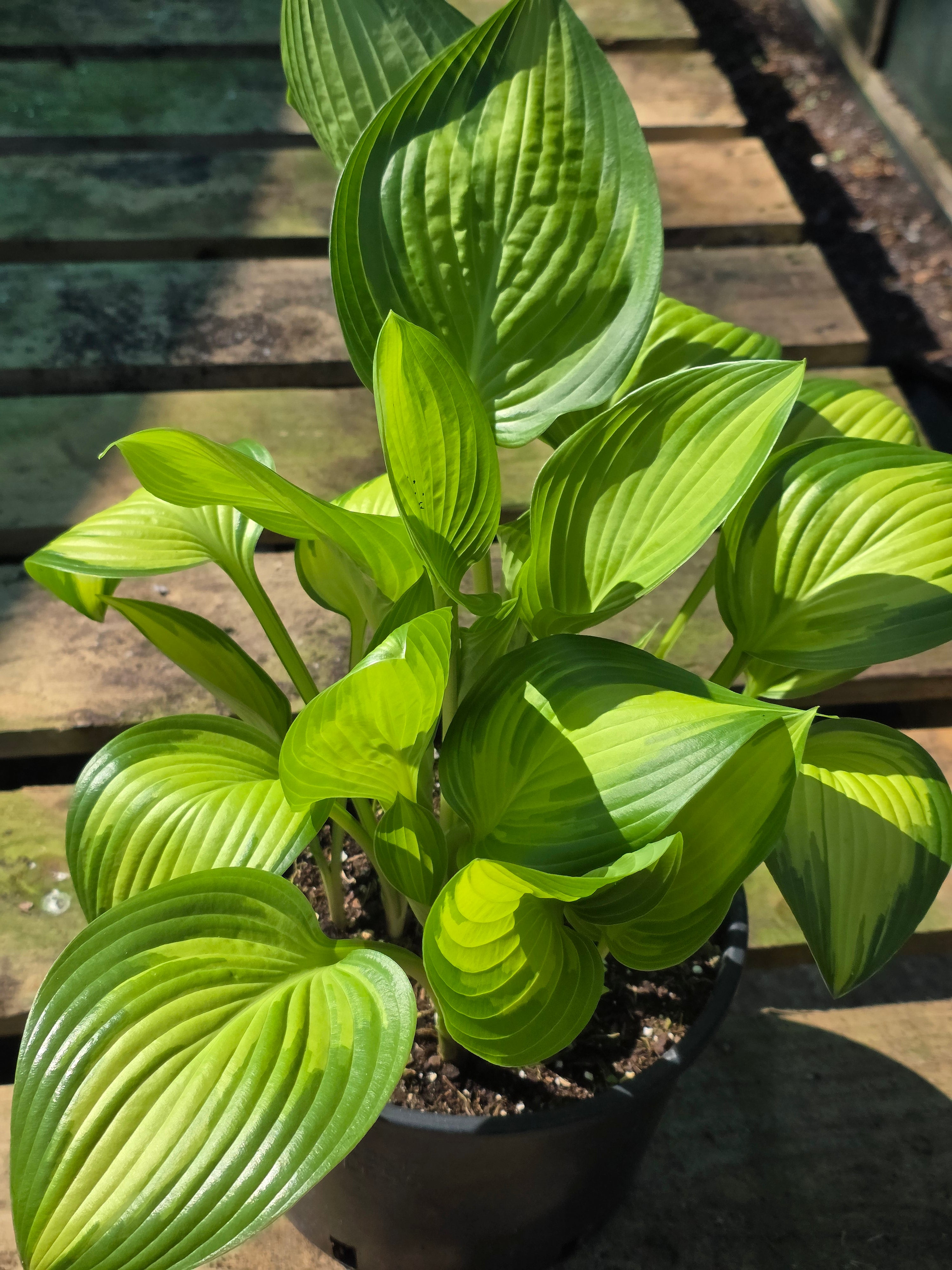 Hosta 'Sea Thunder'