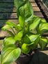Hosta 'Sea Thunder'