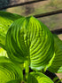 Hosta 'Sea Thunder'