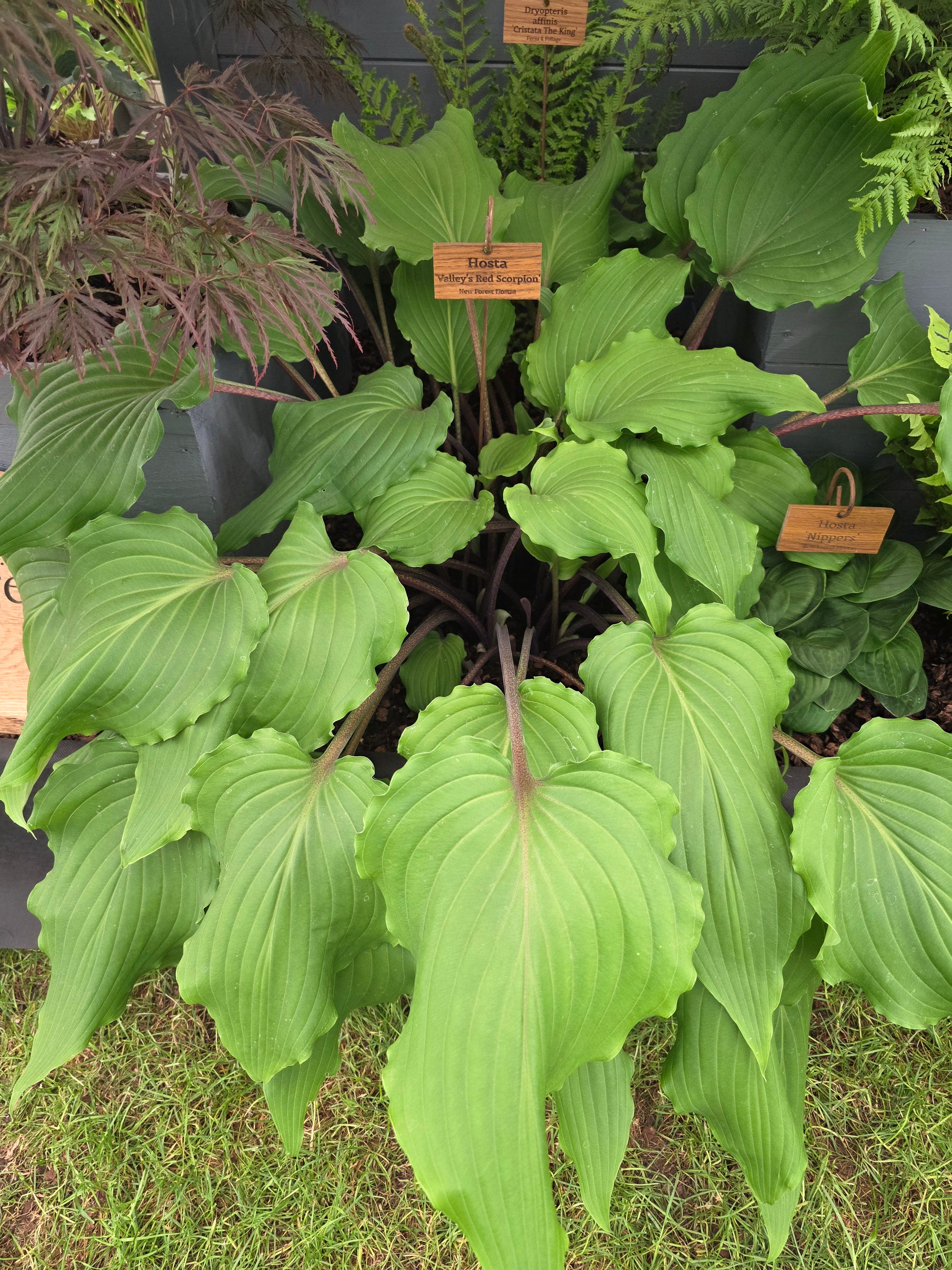 Hosta 'Valley's Red Scorpion' - Mature Division