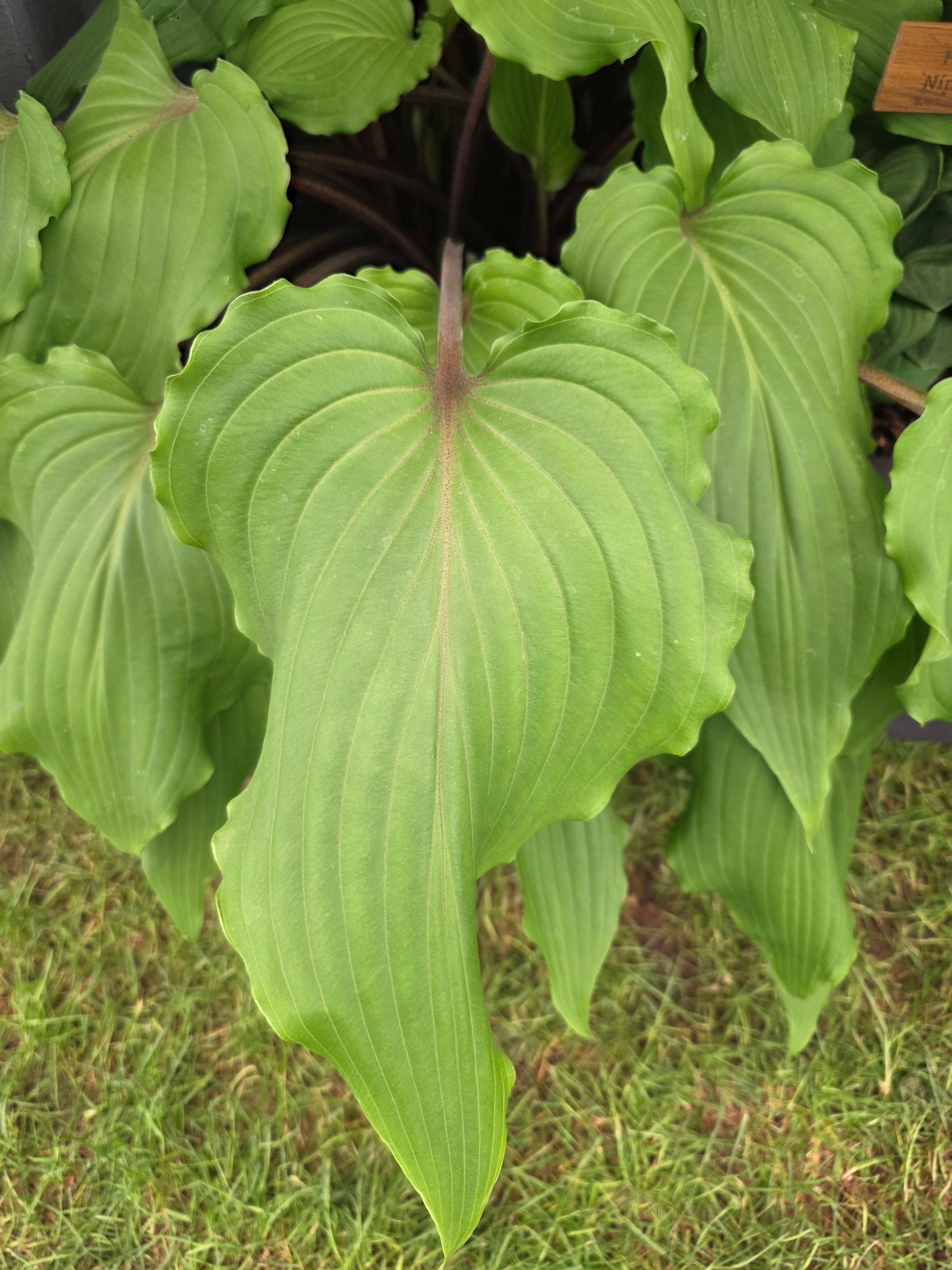 Hosta 'Valley's Red Scorpion' - Mature Division
