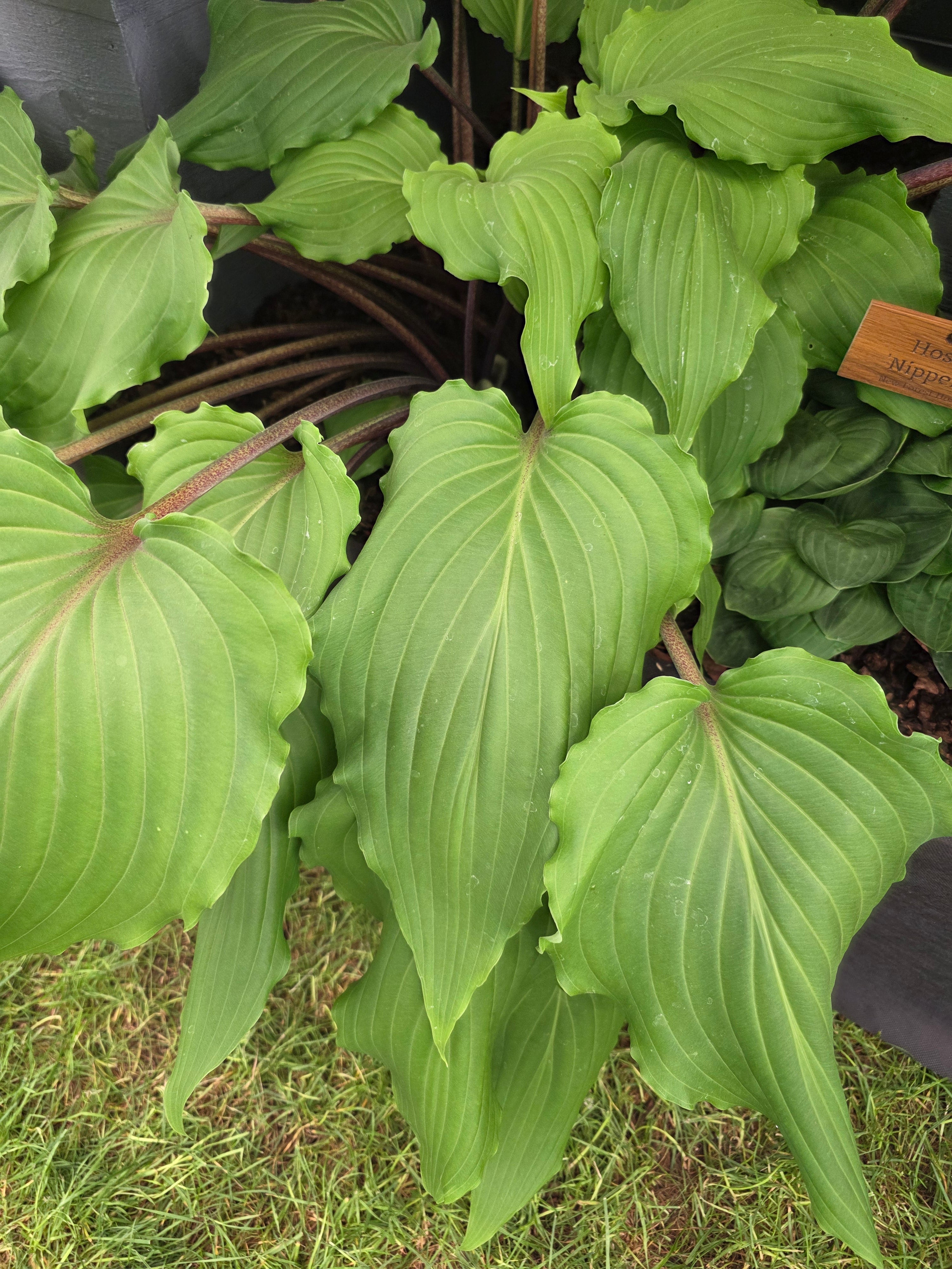 Hosta 'Valley's Red Scorpion' - Mature Division
