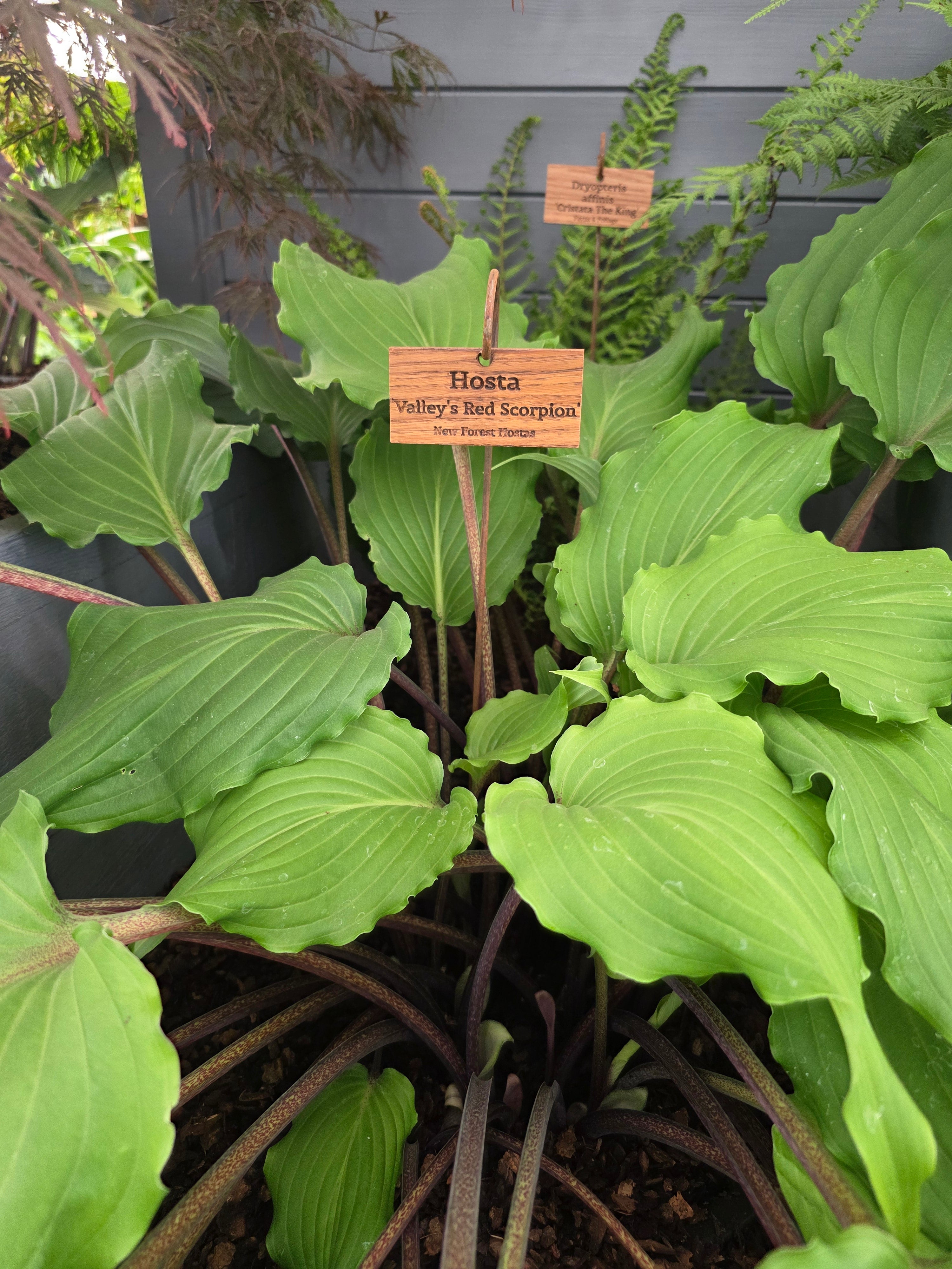 Hosta 'Valley's Red Scorpion' - Mature Division