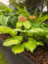 Hosta 'Volcano Island'