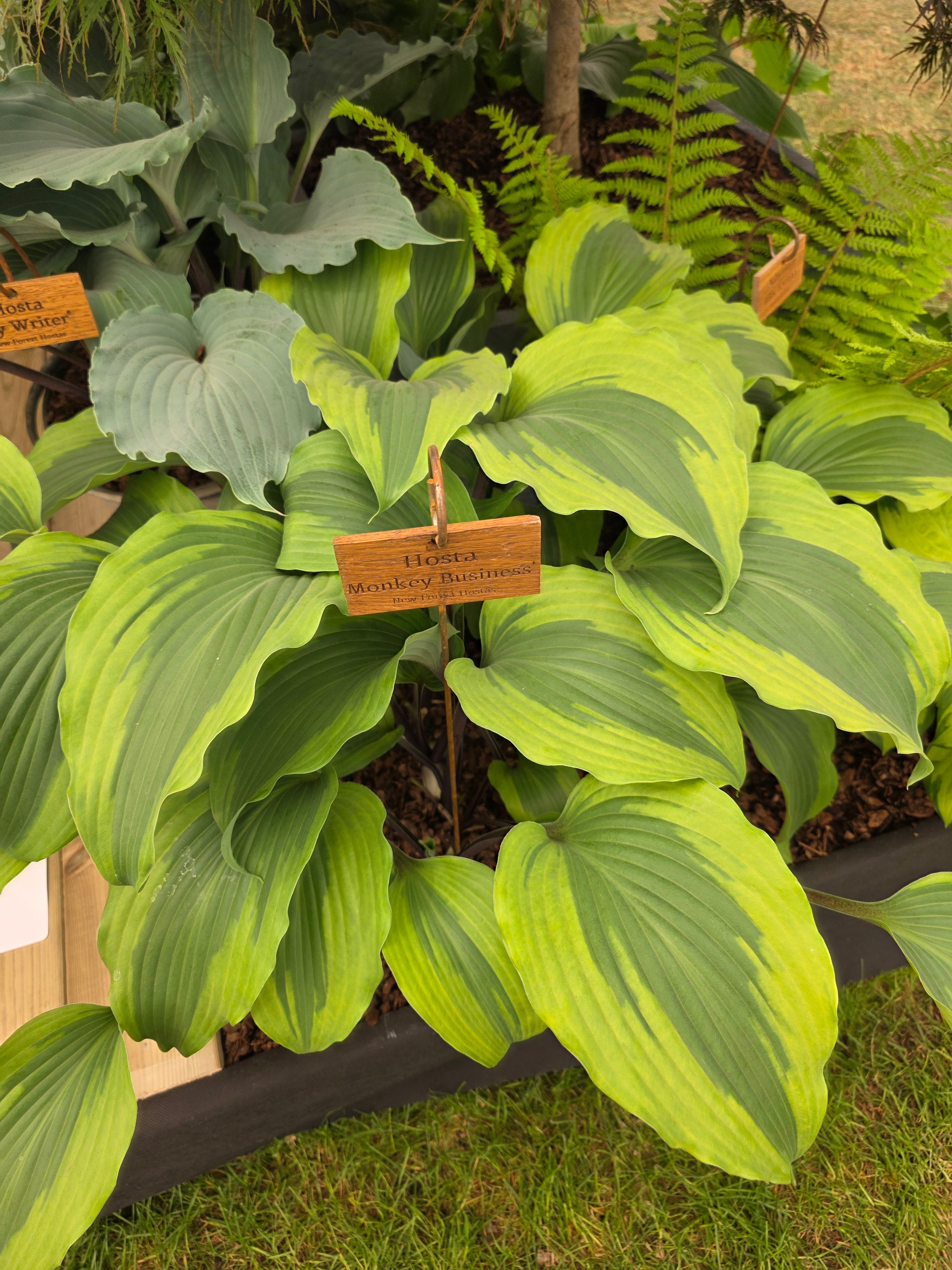 Hosta 'Monkey Business'