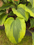 Hosta 'Monkey Business'