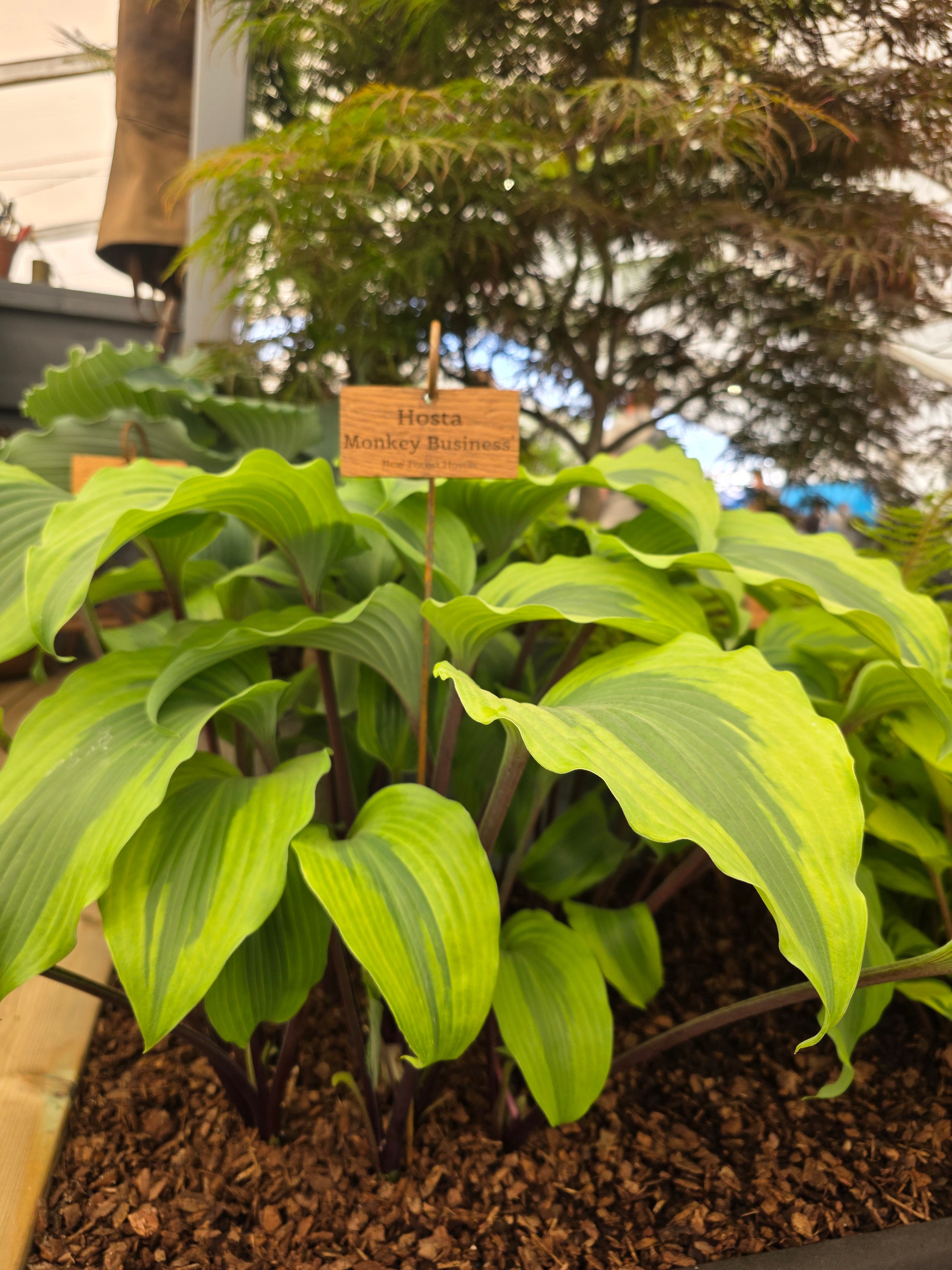 Hosta 'Monkey Business'