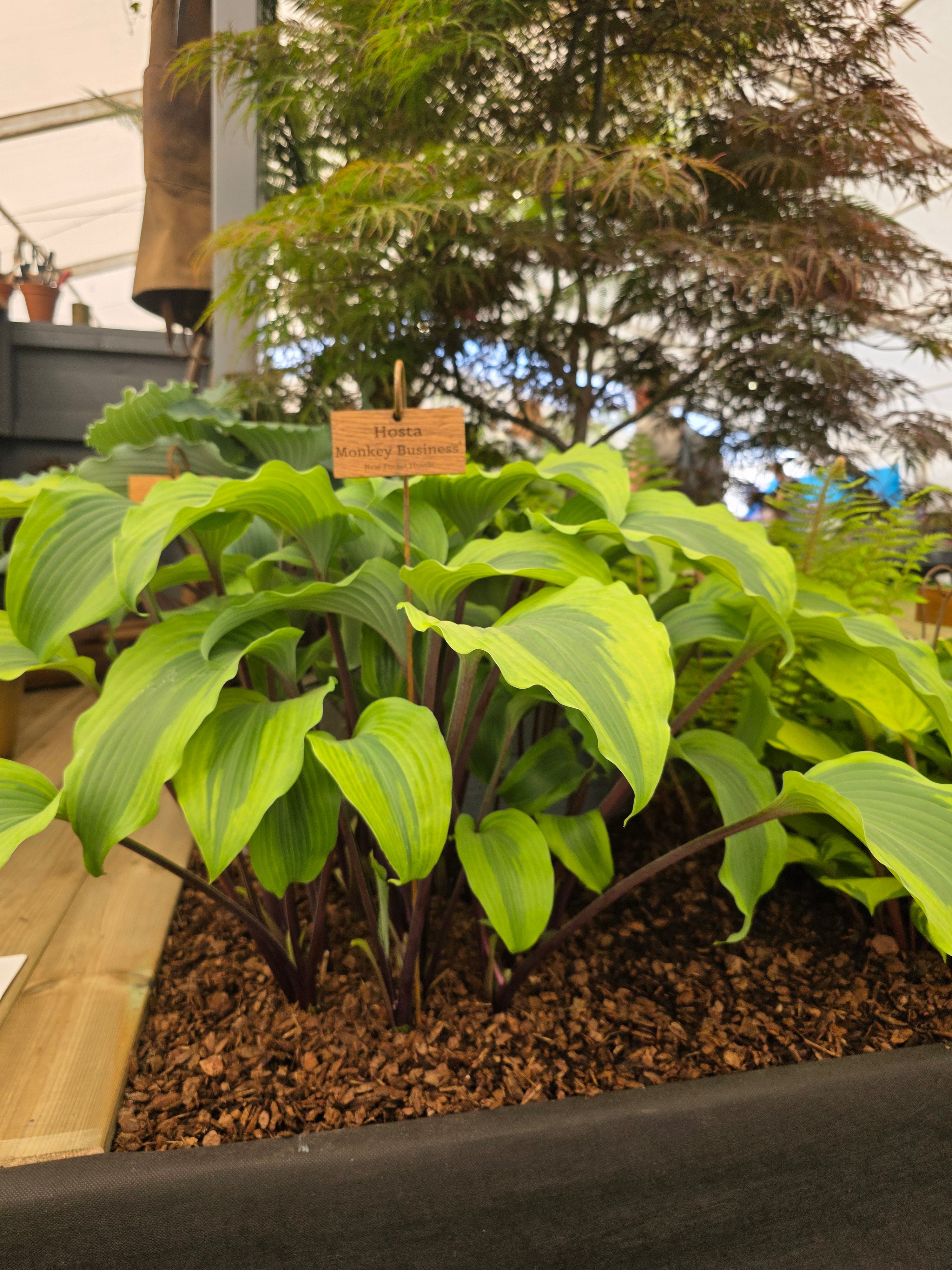 Hosta 'Monkey Business'