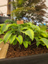 Hosta 'Monkey Business'