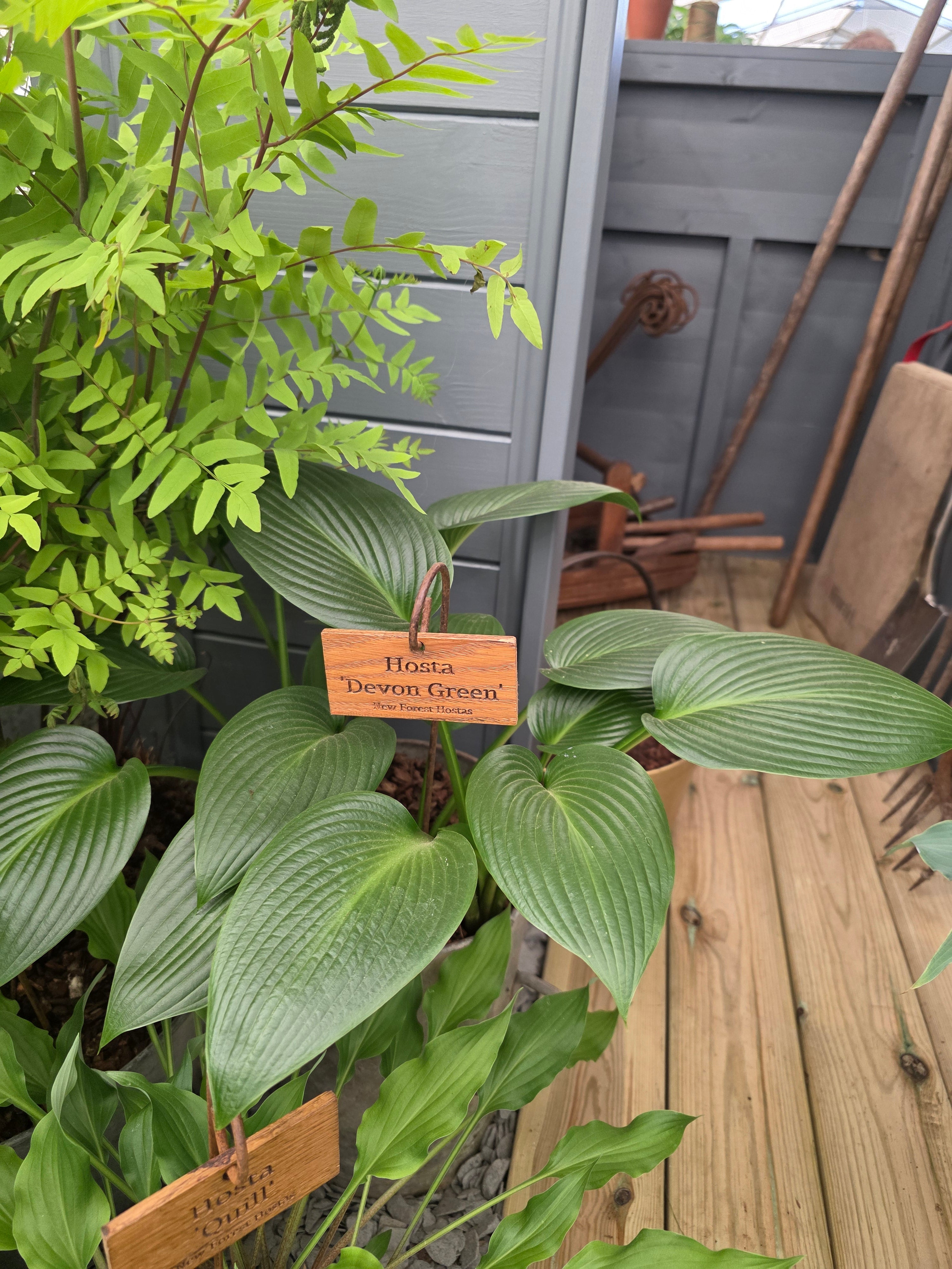 Hosta 'Devon Green' - Bare Root