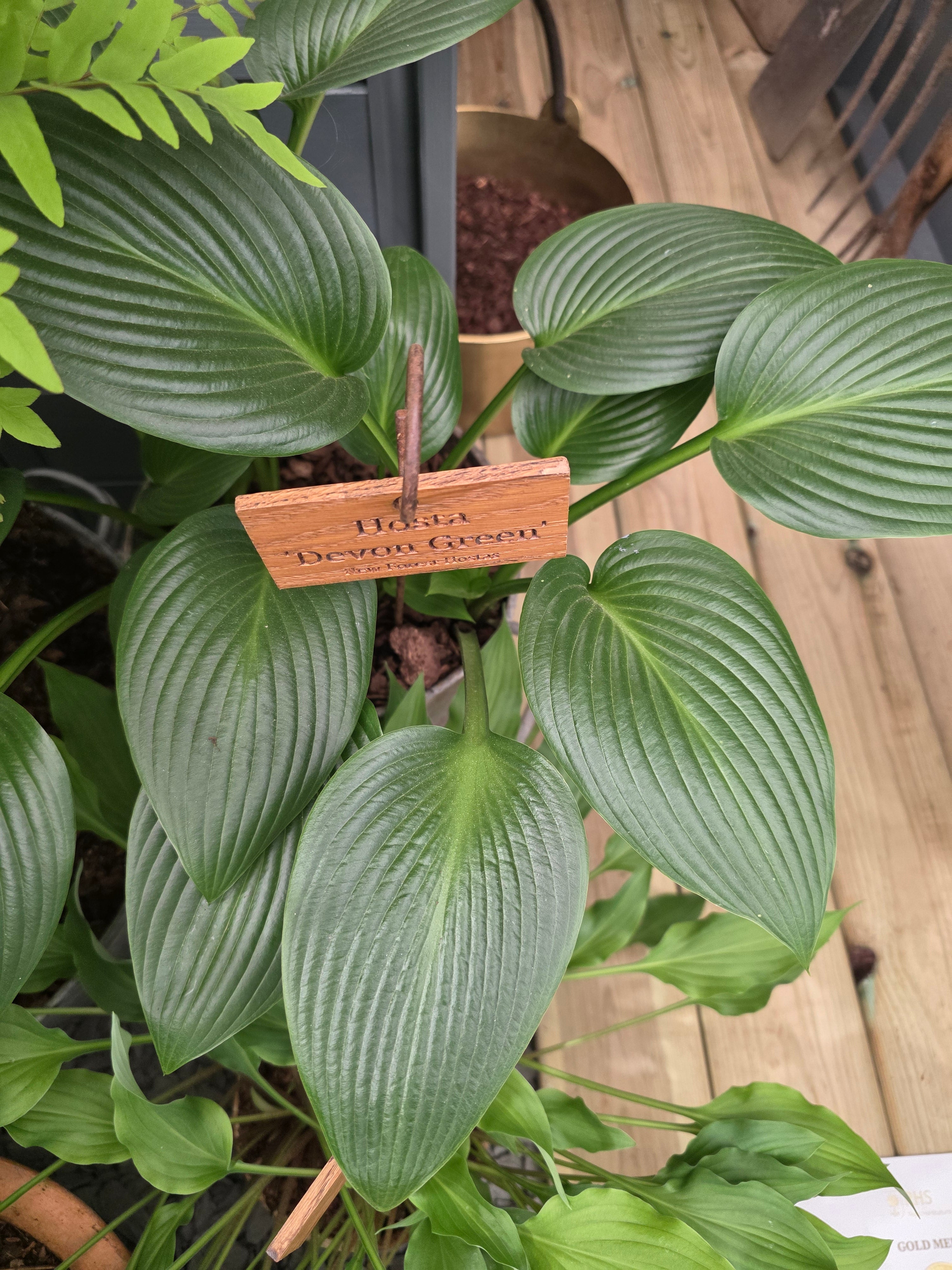 Hosta 'Devon Green' - Bare Root