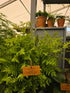 Osmunda regalis 'Purpurescens'  1.5-2 ltr