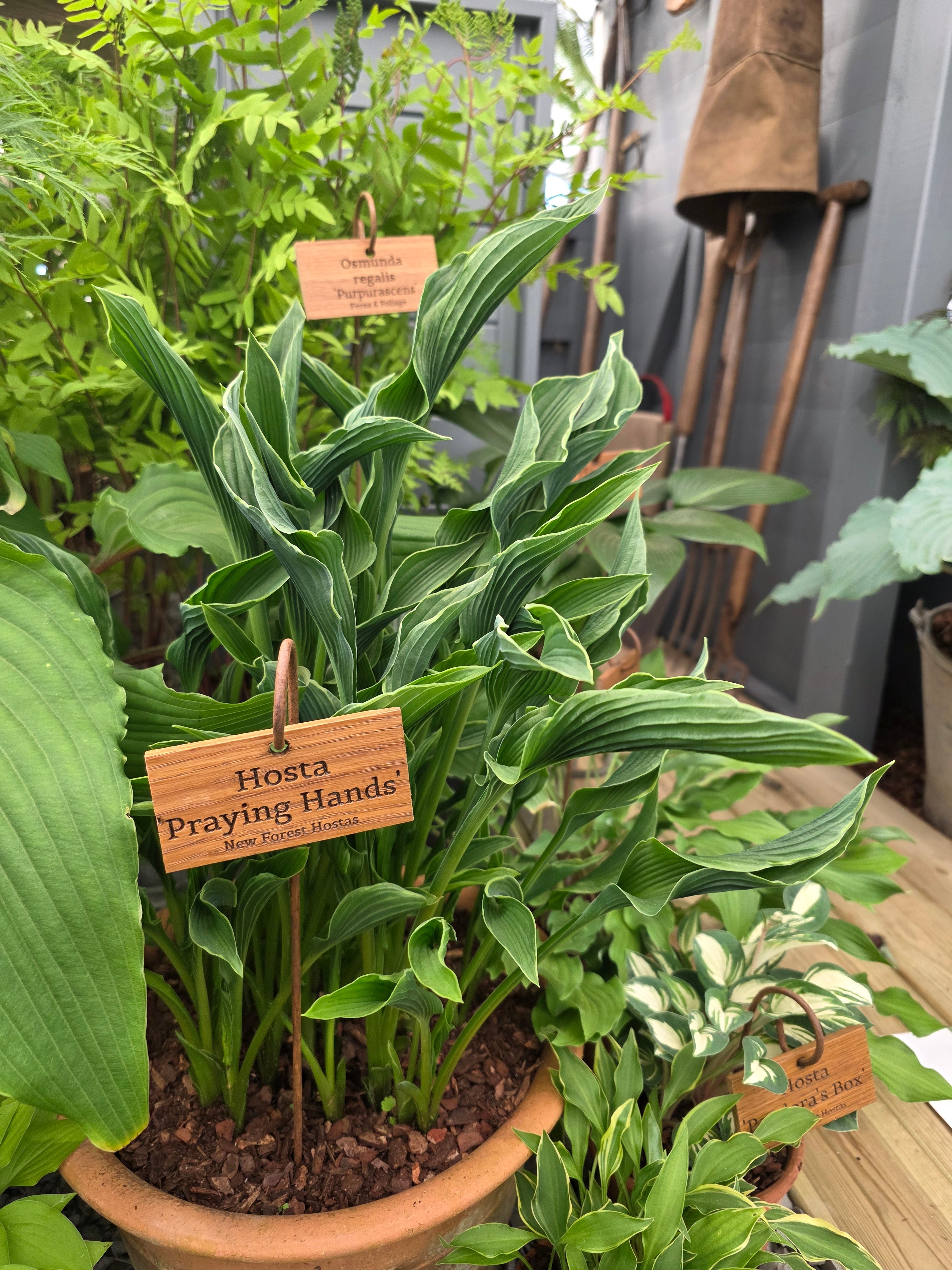 Hosta 'Praying Hands'