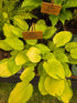Hosta 'Paradise Island'