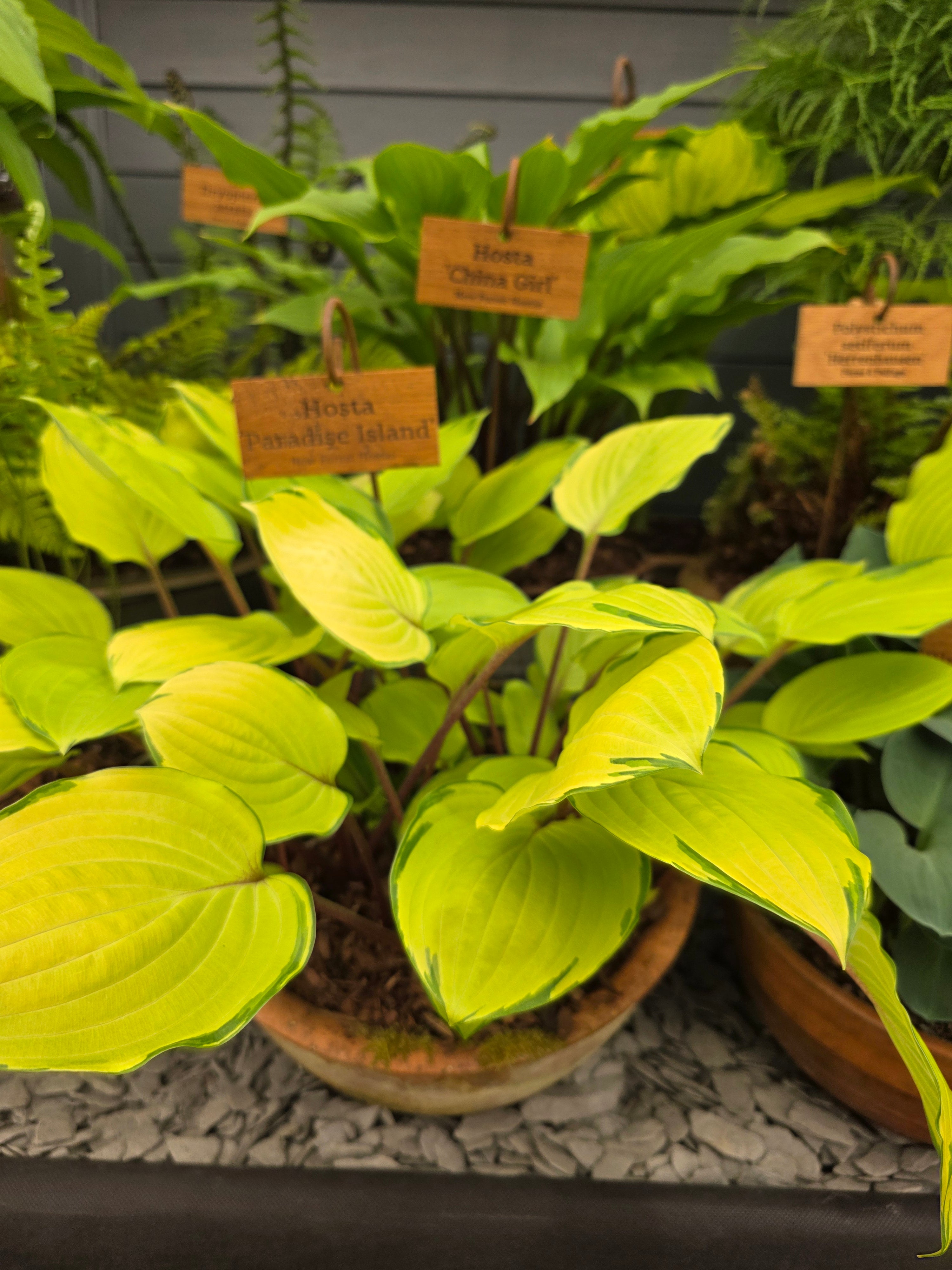 Hosta 'Paradise Island'