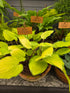 Hosta 'Paradise Island'