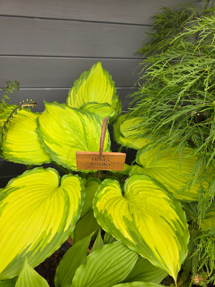 Hosta 'Amalia'
