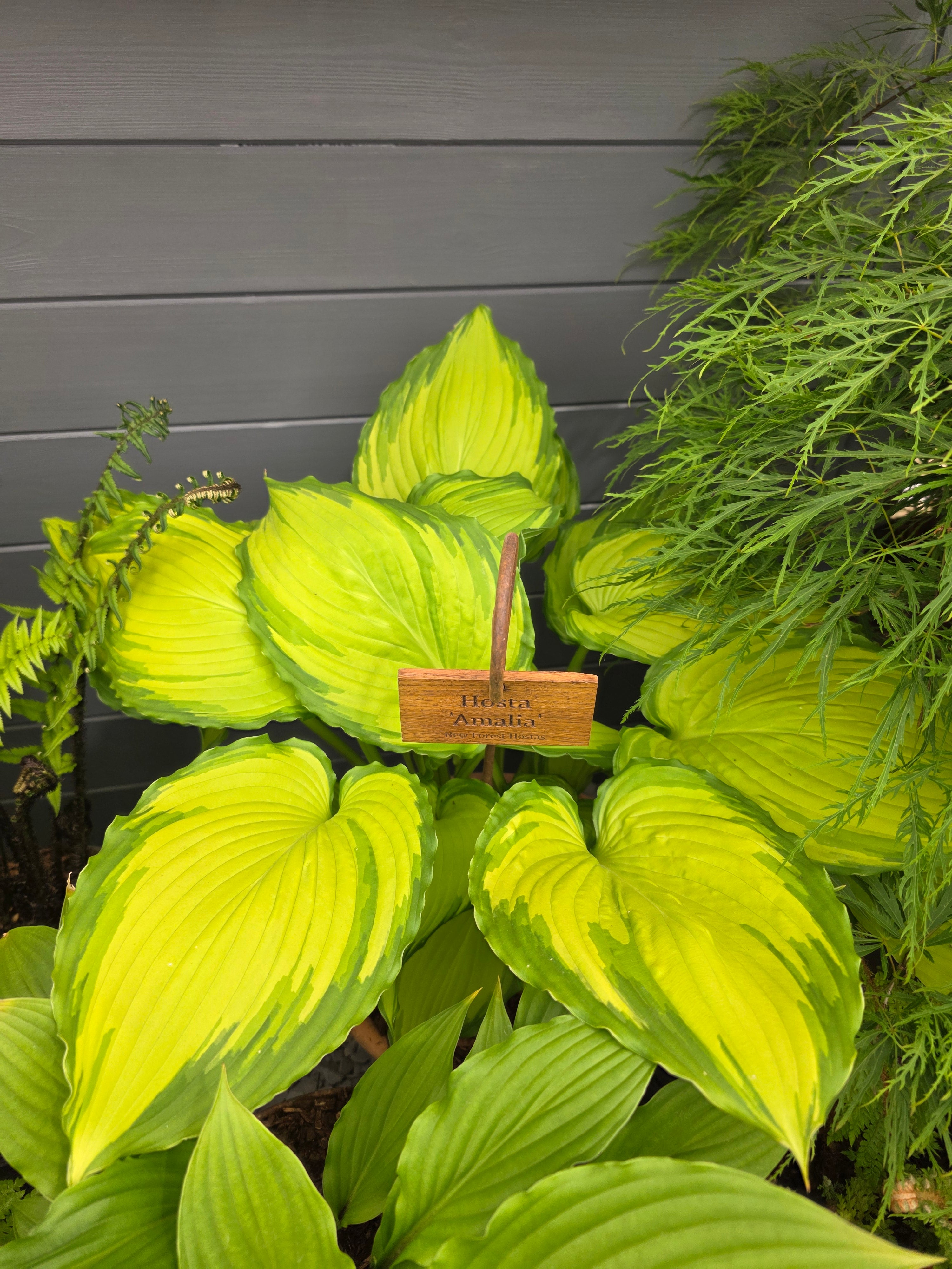 Hosta 'Amalia'