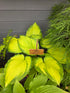 Hosta 'Amalia'