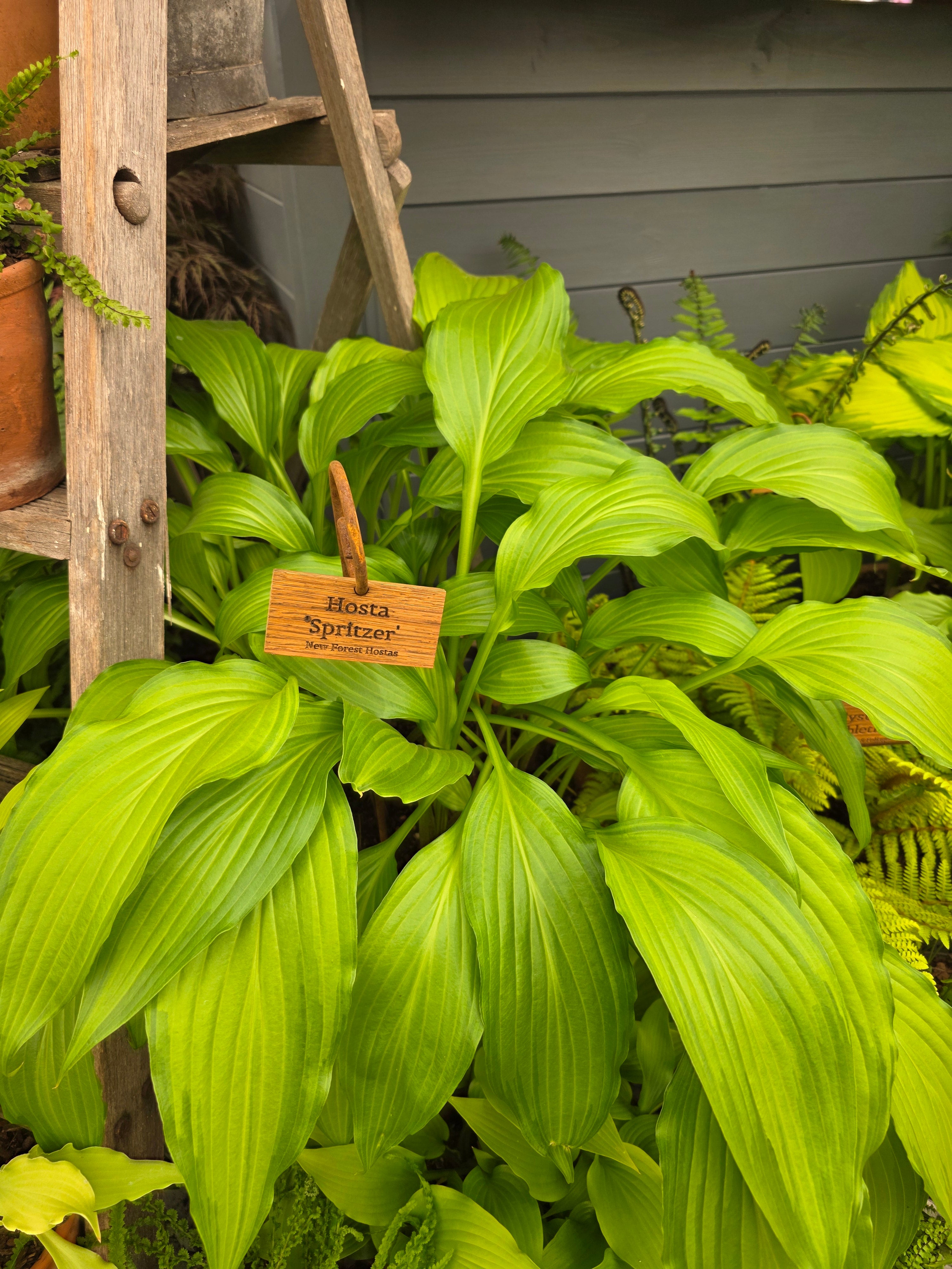 Hosta 'Spritzer'