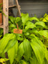 Hosta 'Spritzer'