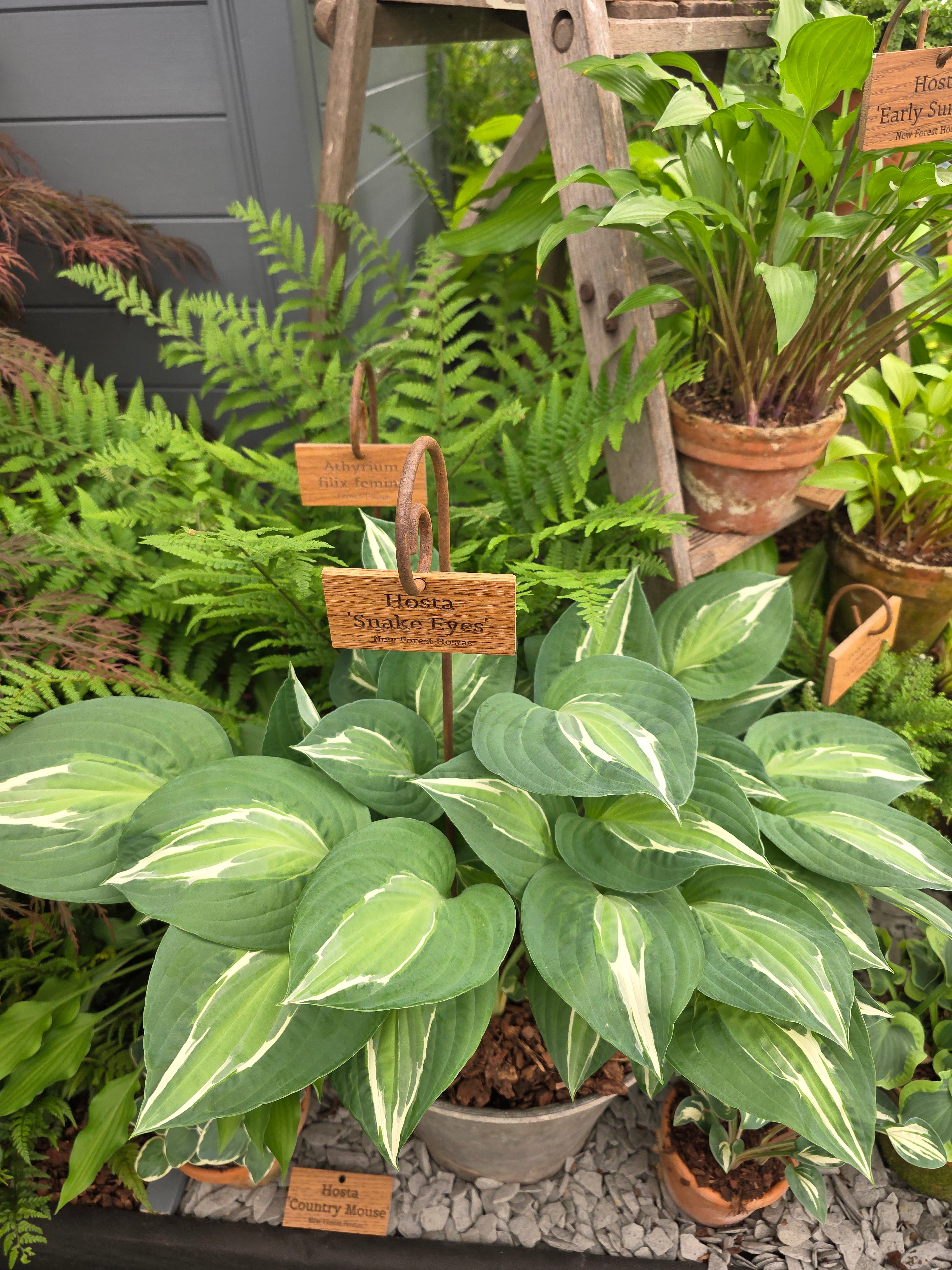 Hosta 'Snake Eyes'