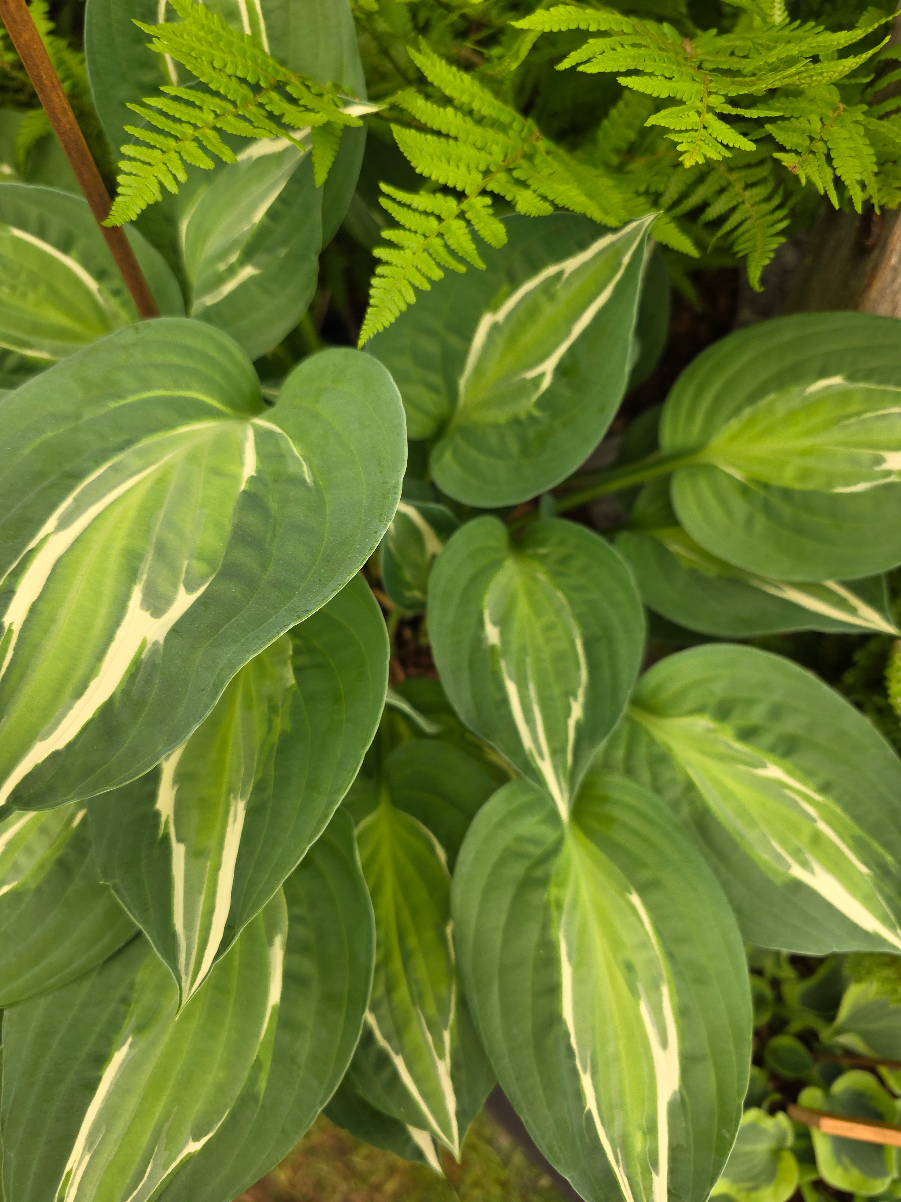 Hosta 'Snake Eyes'