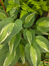 Hosta 'Snake Eyes'